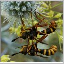 Conops quadrifasciatus - Dickkopffliege 04.jpg